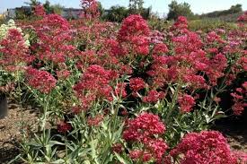 Image result for Centranthus