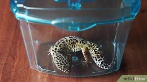 More images for how to clean a leopard gecko tank » 3 Ways To Make A Simple Leopard Gecko Enclosure Wikihow