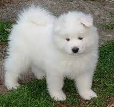 Samoyed Puppies Samoyed Puppies Pictures Puppies Pictures Online Samoyed Puppy Samoyed Dogs Pet Dogs