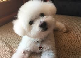 Maybe you would like to learn more about one of these? Small Paws Rescue Largest Breed Rescue In The Country