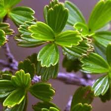 Image result for Myrothamnus flabellifolius