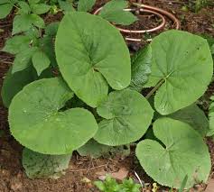 Image result for Ligularia sibirica