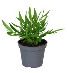 Image result for Pogonatherum paniceum