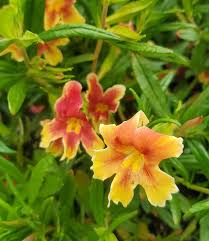 Image result for Mimulus