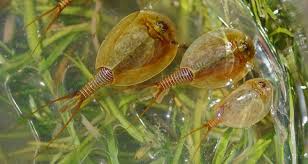 Image result for Lepidagathis eriocephala