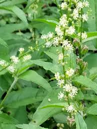 Image result for Teramnus labialis