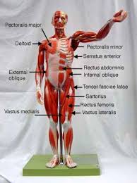 More specifically, this beautifully illustrated anatomy chart includes neck and shoulders, multiple views of the back and spine, and frontal views of each muscular extremity of the human body. 35 Muscular System With Label Labels Database 2020