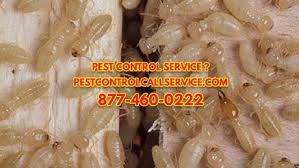 Fresno pest control that you can trust! Emergency Termite Treatment Company Wanaque Nj 7465