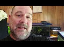 Too much would cause changes in water quality that might even be severely irritating. Euthanizing My Gudgeon With Clove Oil Not For The Squeamish Youtube