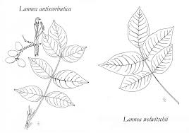 Image result for Belonophora coffeoides