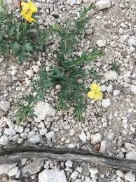 Image result for Menodora heterophylla