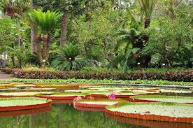 Jardin Botanico Teneriffa Botanischer Garten Puerto De La Cruz