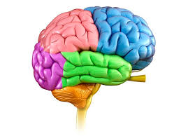 Neurons communicate with each other as well as with other cells through electric signals (nerve impulses), which in turn allows effector organs to respond to the appropriate stimuli. The Brain Teaching Resources