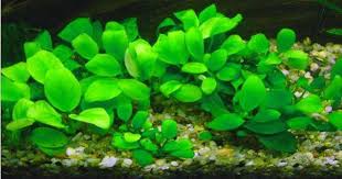 Dalam aquascape, banyak sekali hal yang harus dipertimbangkan. Tanaman Background Aquascape Low Light Terpopuler 2021