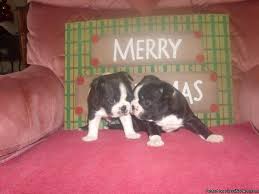 The boston terrier puppies are full of personality and are often called the american gentleman. the breed's origins are well documented and started in boston, massachusetts. Boston Terrier Pups Toy Size Price 650 Up For Sale In Birch Run Michigan Best Pets Online