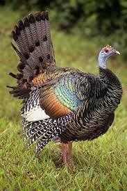 Wild Birds That Look Like Turkeys Ocellated Turkey Guatemala Gail Melville Shumway Photography Pet Birds Animals Beautiful Animals Wild