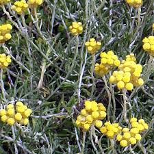 Image result for Helichrysum brassii