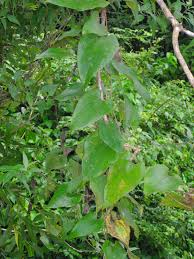 Image result for Raphidiocystis jeffreyana