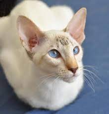 Oriental Cats Females Cats Oriental Cat Oriental Shorthair Cats Cute Cats