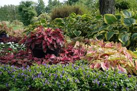 Perennial flowers that start with u. Catalina Midnight Blue Wishbone Flower Torenia Hybrid Proven Winners