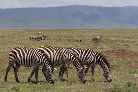 Learn about their black and white stripes, what they eat, where they live and much more. Zebra Facts Habitat Behavior Diet