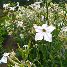 Image result for Nicotiana