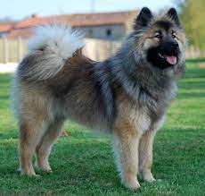 This is the official website of the us eurasier club. Eurasier Puppies For Sale Off 77 Www Usushimd Com