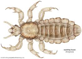 Image result for lice life cycle