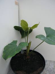 Image result for Cercestis congensis