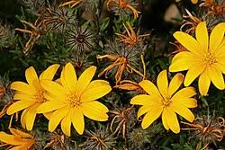 Image result for Hirpicium antunesii