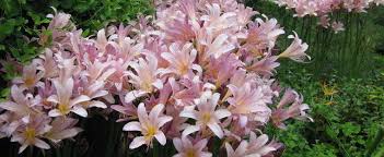 Maybe you would like to learn more about one of these? Lycoris Species Magic Lily Naked Lady Resurrection Lily Surprise Lily Lycoris Squamigera