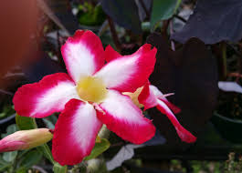 Initially, it is white but it gradually changes to pink and then to red on the second day. Desert Rose Live Tropical Succulent Plant Adenium Obesum Unusual Caudex Stalk White Pink Flowers Unique Starter Size 4 Inch Pot Emerald Tm Emerald Goddess Gardens