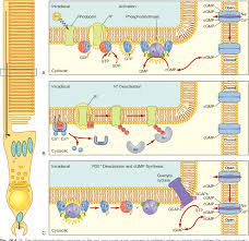 Check spelling or type a new query. Pdf Chapter 14 Structure And Function Of Rod And Cone Photoreceptors Semantic Scholar