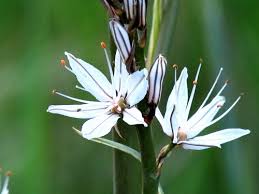 Image result for Aloe mossurilensis