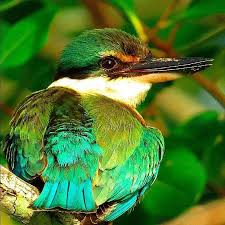 Daintree Rainforest Google Search Unique Animals Beautiful Birds Kingfisher