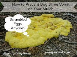 Check spelling or type a new query. Dog Throwing Up Yellow Foamy Petfinder