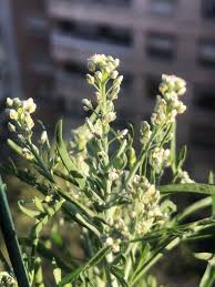 Image result for Lepidium sativum