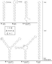Mechanisms Of Rna Induced Toxicity In Cag Repeat Disorders Cell Death Disease