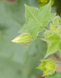 Image result for Hibiscus vitifolius