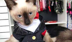 He was briefly unable to turn the filter. Homeless Cat Hired As Lawyer By Legal Regulator Legal Cheek