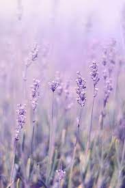 紫色控 换个手机桌布吧 精选5种系列 让你重新爱上你的手机 lilac photography art