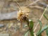 Image result for Pseudognaphalium luteo-album