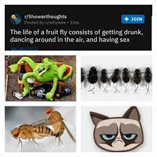 Yeah Lifetime Of A Fruit Fly Meme