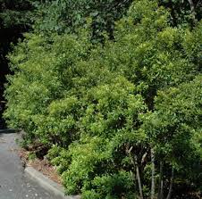 Image result for Myrica serrata