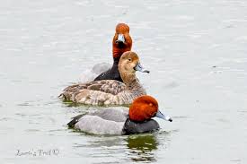 Will County Wildlife