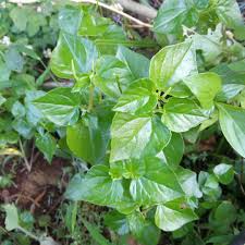 Image result for Peperomia pellucida