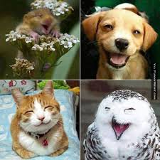 Animal Memes Happy Animals To Start Your Monday Happy Animals Smiling Animals Cute Animal Pictures