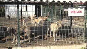 Sokak Hayvanlarina Hatay Buyuksehir Belediyesi Sefkati Hatayinternettv Com Youtube