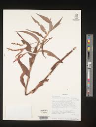 Image result for Persicaria madagascariensis