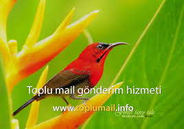 Toplu Mail Toplu Mail Adresleri Toplu Sms Toplu Sms Gonderimi Hayvanlar Kus Evi Kus